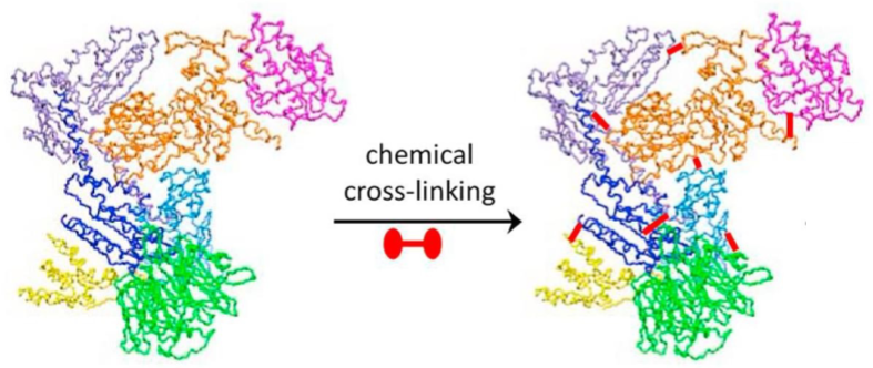<ul><li><p>chemical cross-linking can form cov bonds btwn molecules</p></li><li><p>cross-linking studies can be used to reveal the inter and intra- <u>(</u><em><u>molecule organization of amino acids based on their locations)</u></em></p></li><li><p>Formaldehyde is an example of non-specific chemical crosslinker</p></li><li><p>cross-linking can also be nonselective using photo-reactive groups</p></li><li><p>reactive side chains of amino acids can be targeted specifically for cov bond formation:</p><ul><li><p>primary amines</p></li><li><p>carboxyls</p></li><li><p>carbonyls</p></li><li><p>sulfhydryls</p></li></ul></li></ul>
