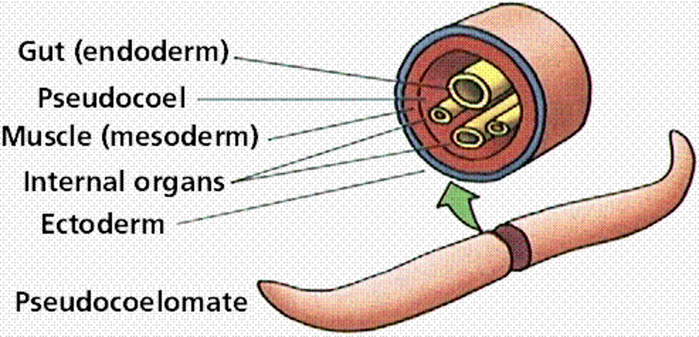 <p>An animal whose body cavity is not completely lined by mesoderm</p>
