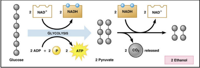 <ul><li><p>anaerobic</p></li><li><p>transfomation of fructose and glucose into ethanol and CO2</p></li><li><p>converts sugars into cellular energy, ethanol, and carbon dioxide</p></li></ul>