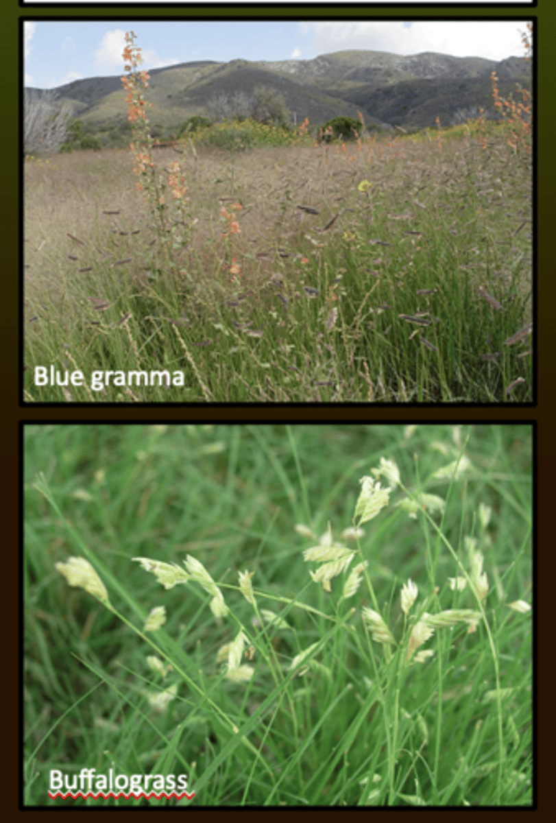 <p>dominant “bunchgrasses” in short-grass prairies that was demolished by the Homestead Act in 1862. Usually located in mid-continental U.S. that is more adapted to drought and little rainfall.</p>