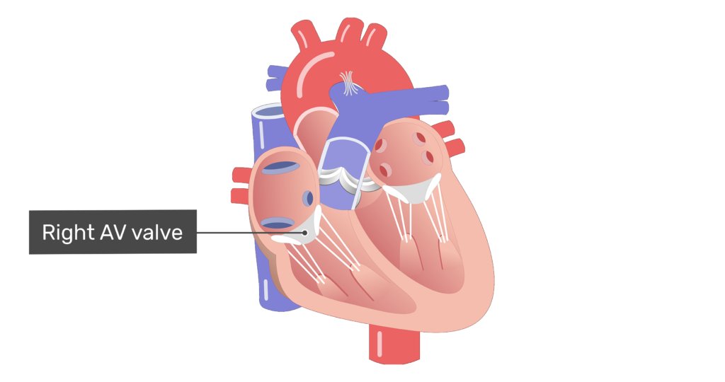 <p>How are the atria and ventricles separated?</p>