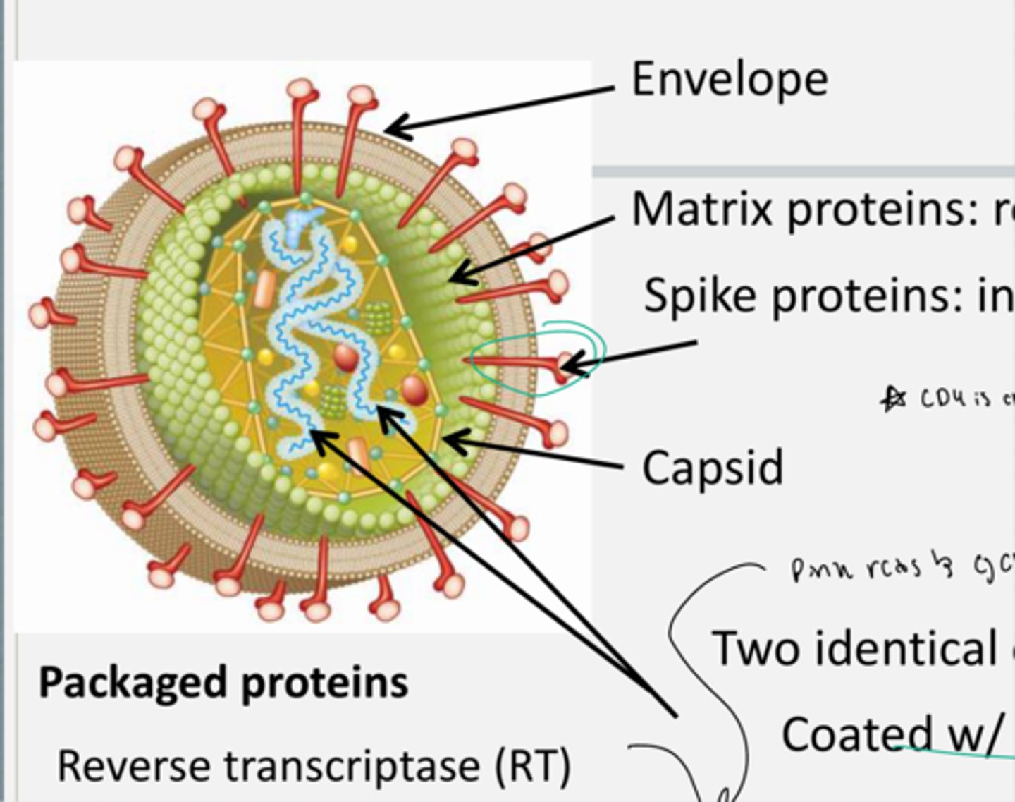 <ul><li><p>HIV virus is enveloped. </p></li><li><p>It contains <strong>Matrix proteins</strong>: that reinforce the envelope &amp; strengthen it. Not founf in all viruses </p></li><li><p> It contains <strong>Spike proteins:</strong> that interact with the host cell. </p></li><li><p>It also contains <strong>Capsid proteins</strong>: encases RNA+Genome.</p></li><li><p>Its genetic material is in the form of two identical copies of (+) RNA coated with proteins.</p></li></ul><p>it also contains other packaged proteins including a <strong>reverse transcriptase (RT)</strong>, <strong>integrase (IN),</strong> <strong>protease (PR),</strong> and additional accessory proteins all of which are needed at certain points in the HIV life cycle.</p>
