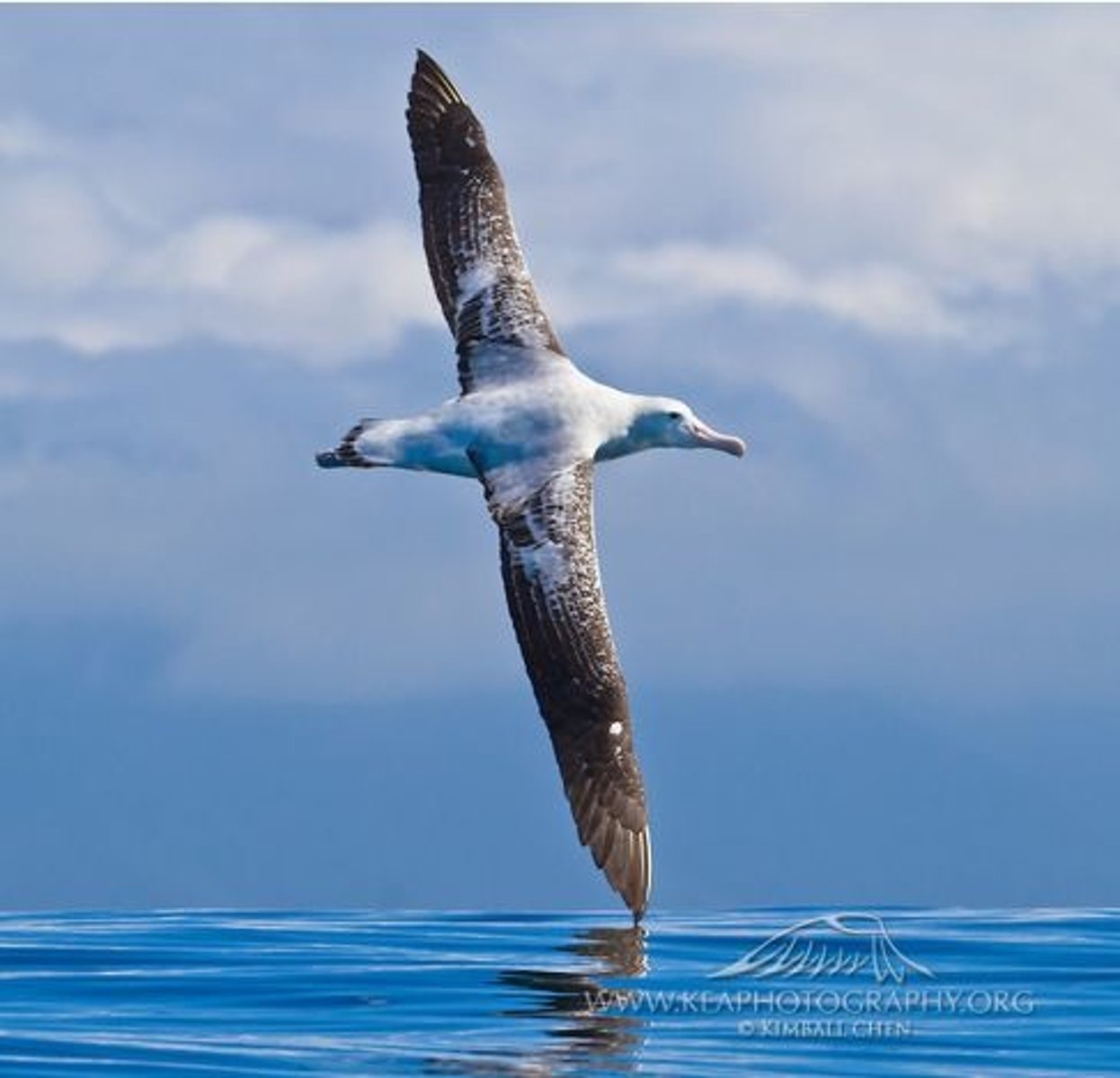 <p>in the poem an albatross follows a ship - generally a sign of good luck - the mariner shoots the albatross and it curses the ship. Poem can be interpreted as human violation of nature and the consequences of it</p>