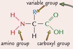 <p>molecules containing a basic amino group, a acidic carboxyl group and variable group</p>