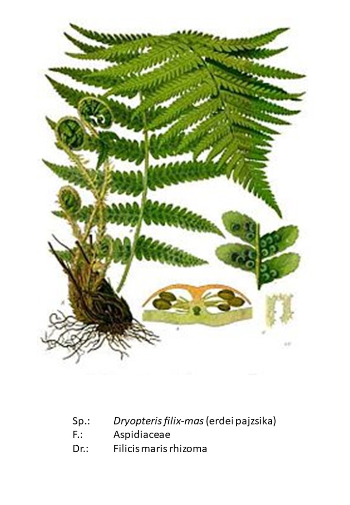 <p>erdei pajzsika</p>