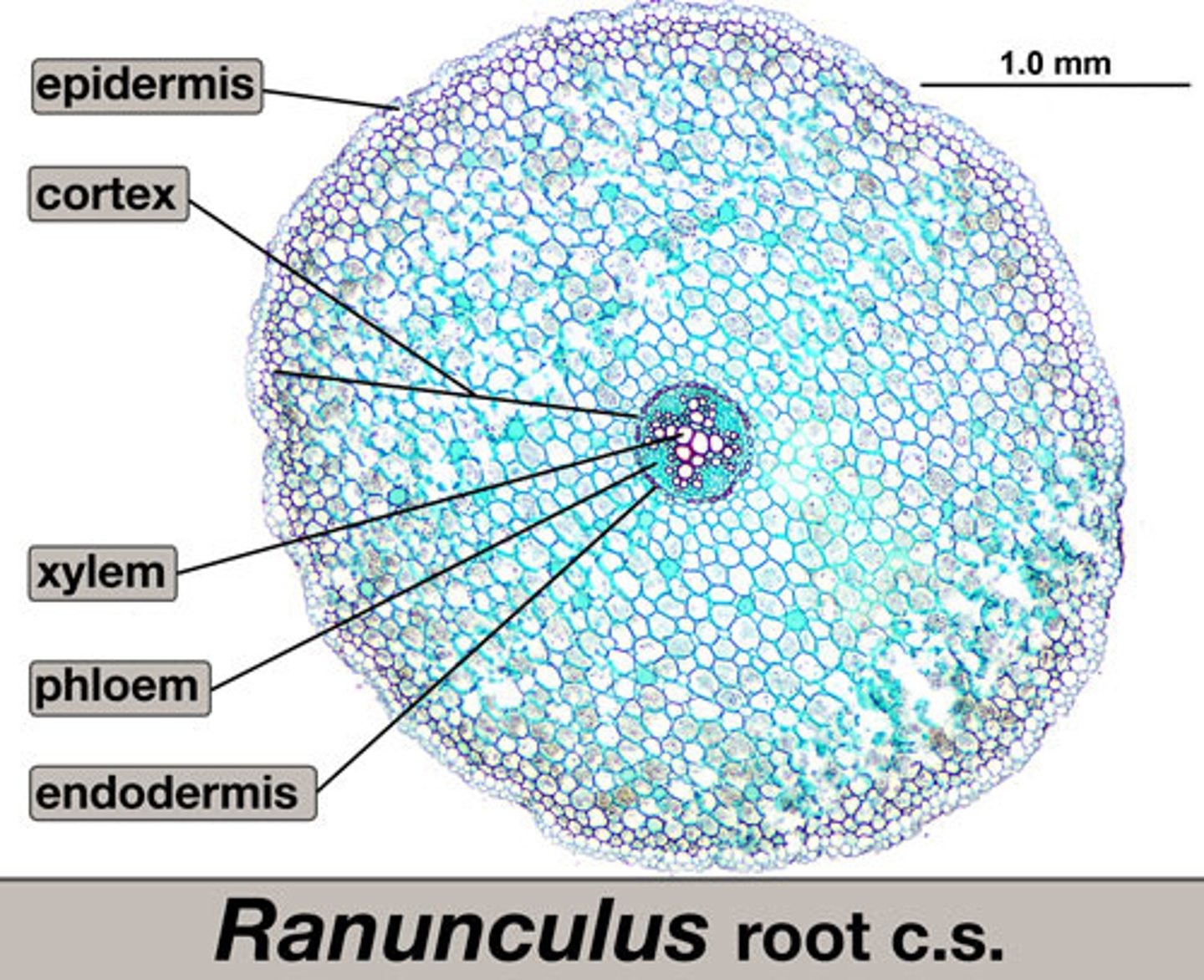 <p>just label what it says in question, idk where vascular bundle is</p>