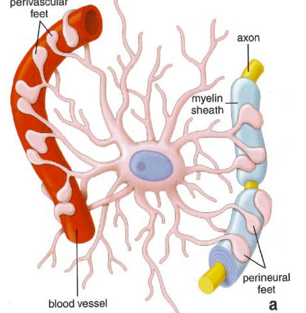 <p>Astrocytes dans les substance grise </p><p>Elles sont courts, épais et peu ramifiés (cellule en branche) </p>