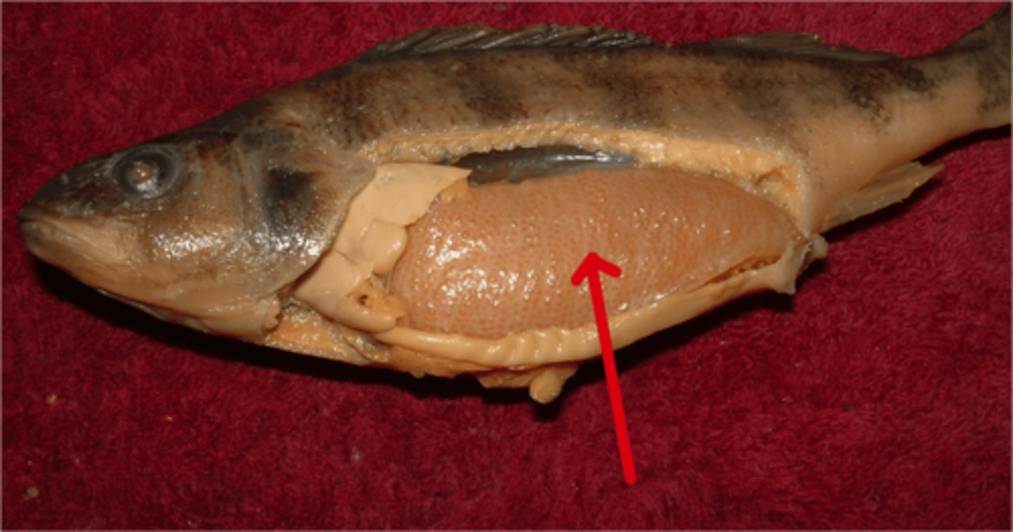 <p>Female reproductive organ (unpaired in bony fish) that produces eggs.</p>