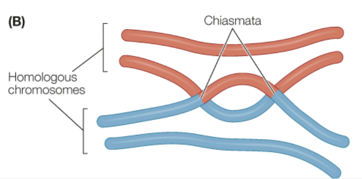 <p>An X-shaped connection between paired homologous chromosomes in prophase I of meiosis. </p>