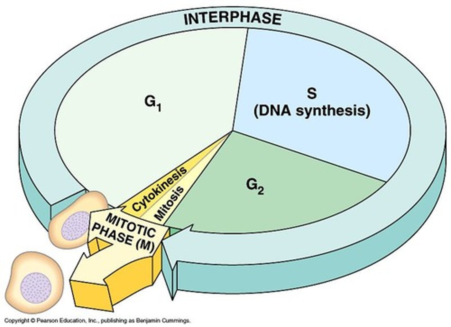 <p>Mitosis and cytokinesis.</p>