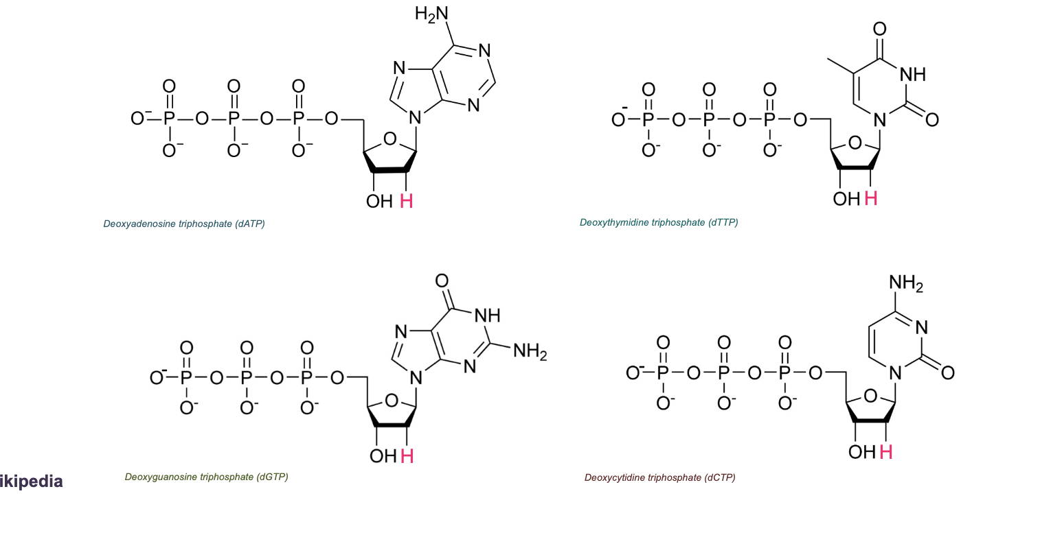<p>NucleoTIDES: NucleoSIDE + Phosphate(s)&nbsp;&nbsp;</p><ul><li><p>The phosphates are bound to the 5’ of the sugar&nbsp;</p></li><li><p>Deoxyribonucleotides (dNTP)</p></li></ul><p></p>