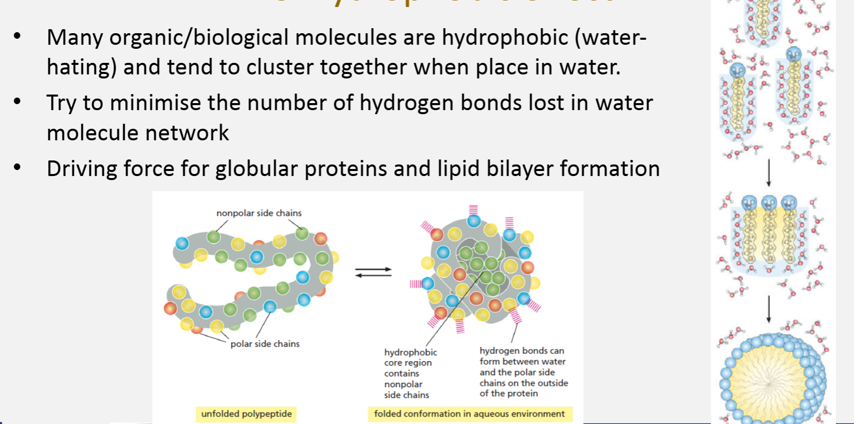 <ul><li><p>Many organic/biological molecules are hydrophobic (water-hating) and tend to cluster together when place in water</p></li><li><p>Try to minimise the number of hydrogen bonds lost in water molecule network</p></li><li><p>Driving force for globular proteins and lipid bilayer formation</p></li></ul><p></p>