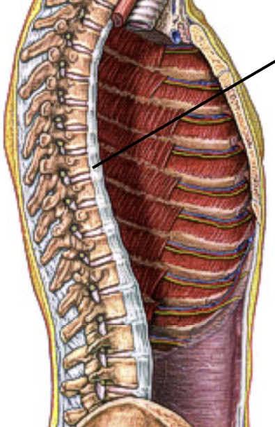 <p>Which ligament of the intervertebral runs along the anterior side of the spine?</p>