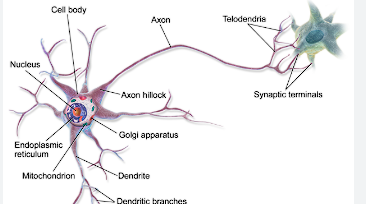 <ul><li><p>responsible for the electrical signaling in the nervous system, communication!!&nbsp;</p></li></ul><p></p>