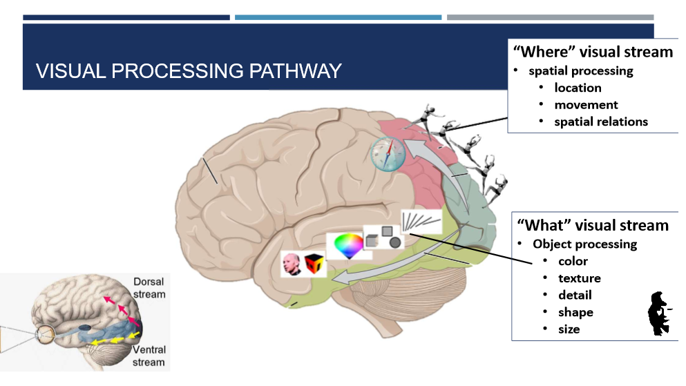 <p>“Where” visual stream: spatial processing, location, movement, spatial relations. “What” visual stream: object processing, color, texture, detail, shape, size. </p>