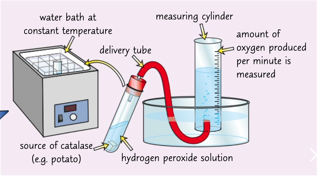 <ol><li><p>enzyme catalase catalyses breakdown of hydrogen peroxide into water to oxygen</p></li><li><p>collect the oxygen and measure how much is produced in a set time.</p></li><li><p>use a pipette to add a set amount of hydrogen peroxide to a boiling tube.</p></li></ol><p>put the tube in a water bath at 10 degrees.</p><ol start="4"><li><p>add a source of catalyse 1cm3 of potato to the hydrogen peroxide and quickly attach the bung</p></li><li><p>record how much oxygen is produced in first minute. repeat three times and calculate mean</p></li><li><p>repeat at different temperature</p></li><li><p>control any variables to make it a fair test</p></li></ol>