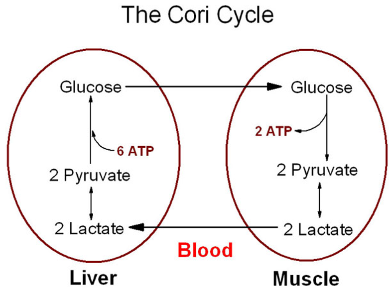 <p>Cori Cycle</p><ol><li><p><span>Under oxygen-limiting conditions, pyruvate is converted to lactic acid during fermentation </span></p></li><li><p><span>Accumulation of lactic acid causes muscle aches </span></p></li><li><p><span>Lactic acid is transported out of muscle cells and carried by blood to the liver </span></p></li><li><p><span>In the liver, lactate is converted back to pyruvate </span></p></li><li><p><span>Pyruvate converted back to glucose via<strong> </strong>gluconeogenesis and is released back to the blood stream to be taken up by the muscles and other tissues</span></p></li></ol><p></p>