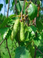 <p><span><em>Betula pendula – </em>bříza bělokorá</span></p>