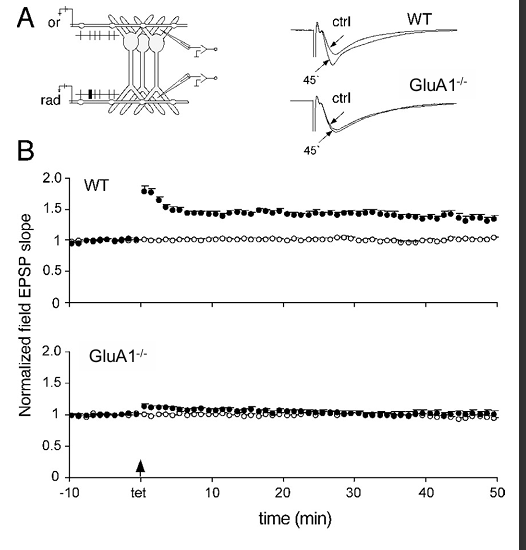 <ul><li><p>geen GluN1 == geen LTP! </p></li><li><p>muis zonder GluN1</p></li></ul><p></p>