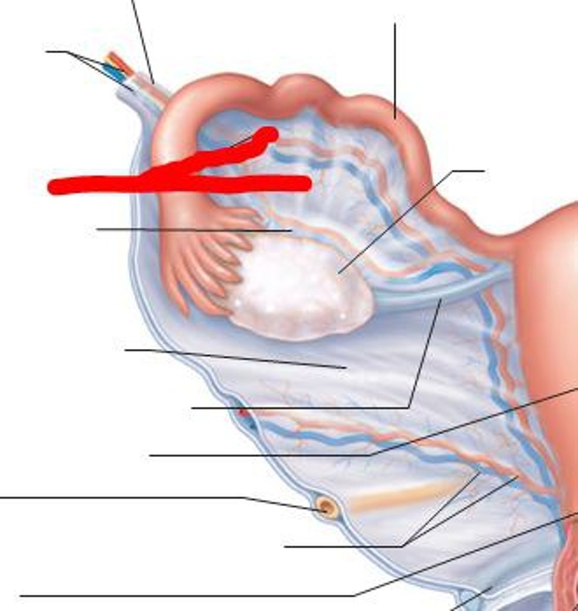 <p>A fold of tissue that covers and supports the fallopian tube</p>