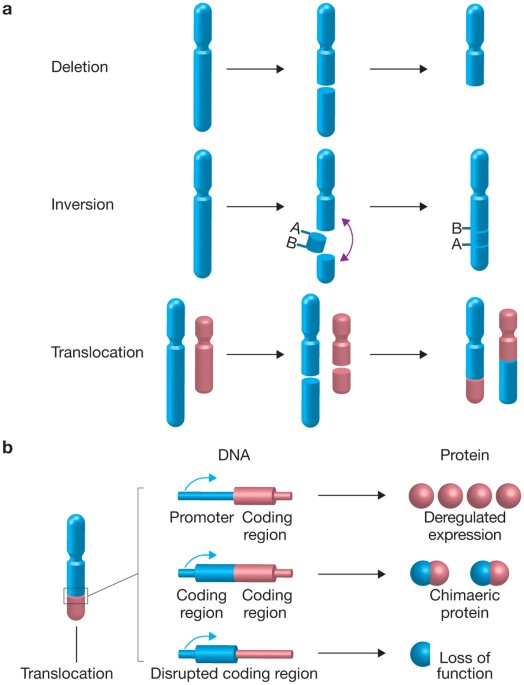 <p>Name 3 examples of genetic mutation that can convert a proto-oncogene into an oncogene?</p>