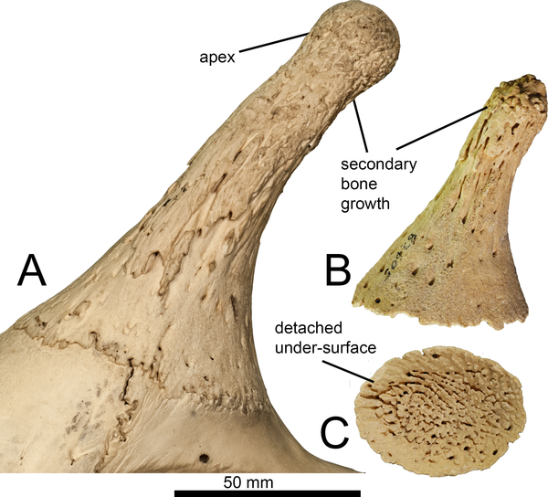 <p>Ossicone</p>