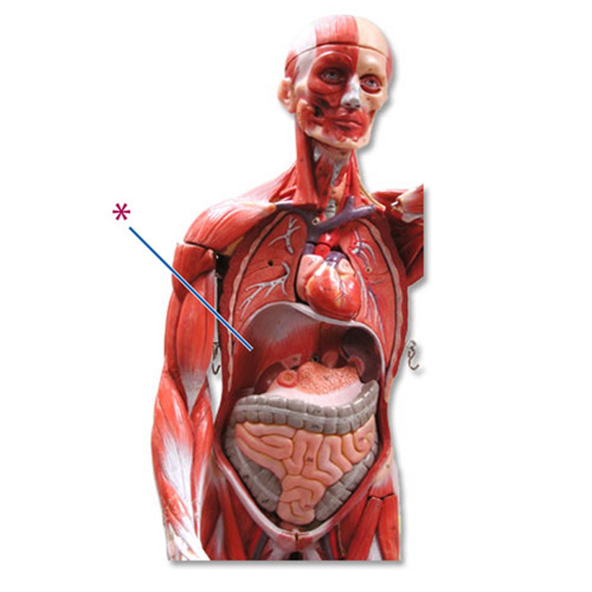 knowt flashcard image