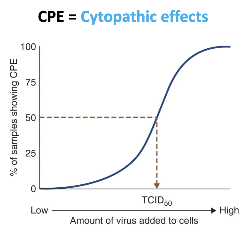 <p>Viral quantification: <strong><em>Endpoint assays</em></strong></p><ul><li><p><strong><em>Tissue culture infectious dose 50 (TCID50): </em></strong>Amount of virus needed to induce a CPE in 50% of cultured cells</p></li><li><p><strong><em>Lethal dose 50 (LD50): </em></strong>Amount of virus needed to kill 50% of test animal subjects</p></li></ul><p></p>
