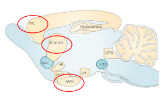 <p>Amygdala &amp; prelimbic cortex’s: medial prefrontal + dorsal striatum</p>