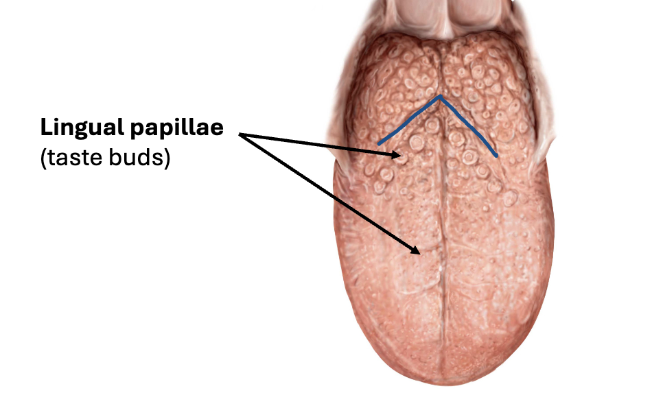 <ul><li><p>Taste receptor cells</p></li></ul><p></p><p>Sensation Innervation:</p><ul><li><p>Posterior 1/3: CN IX</p></li><li><p>Anterior 2/3: CN VII</p></li></ul><p></p>