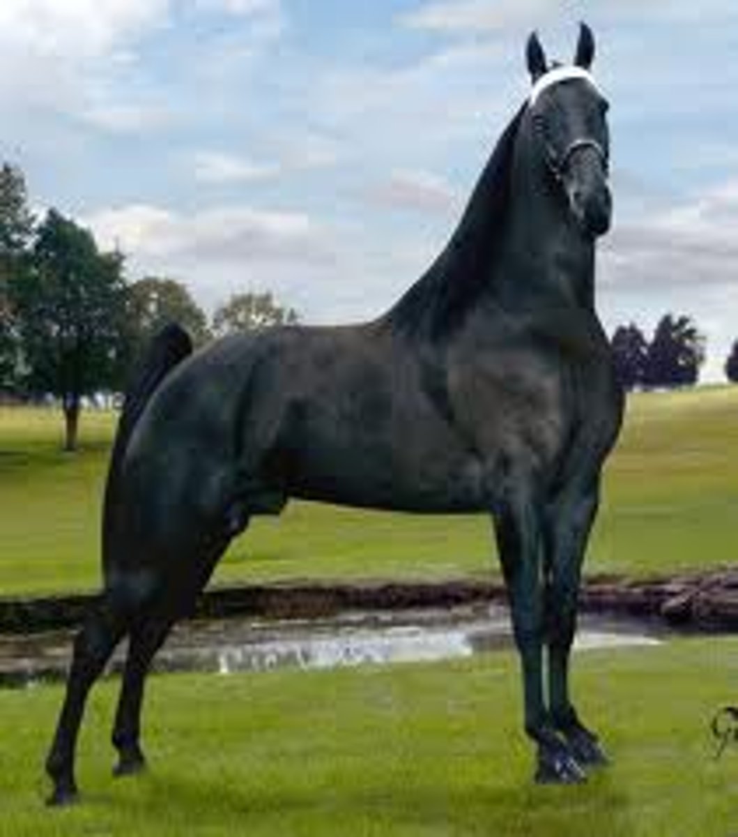 <p>A composite breed evolving from six breeds, known for pleasure and trail riding. Naturally inherits three distinct gaits, including the flat walk, which results in overstriding motion and a nodding head movement, which is unique to this breed. First horse to be named after a U.S. state.</p>