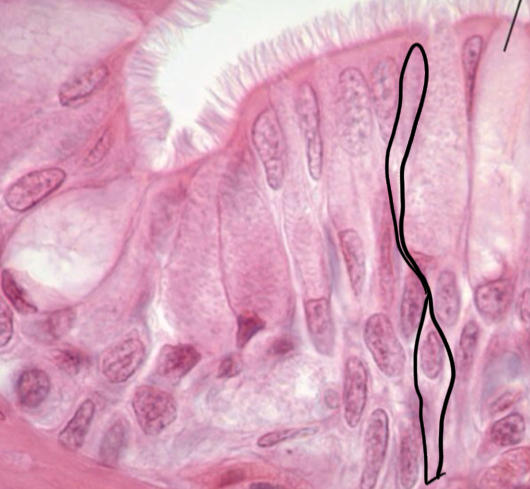 <p>Pseudostratified Columnar Epithelium </p>
