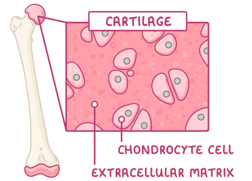 <p><strong><em>TYPE OF TISSUE</em></strong></p><p>-connective tissue</p><p><strong><em>FUNCTION</em></strong></p><p>-provides <strong>strength </strong>and<strong> support</strong> for organs</p><p><strong><em>FOUND WHERE?</em></strong></p><p>-in joints, ears, nose and trachea</p>
