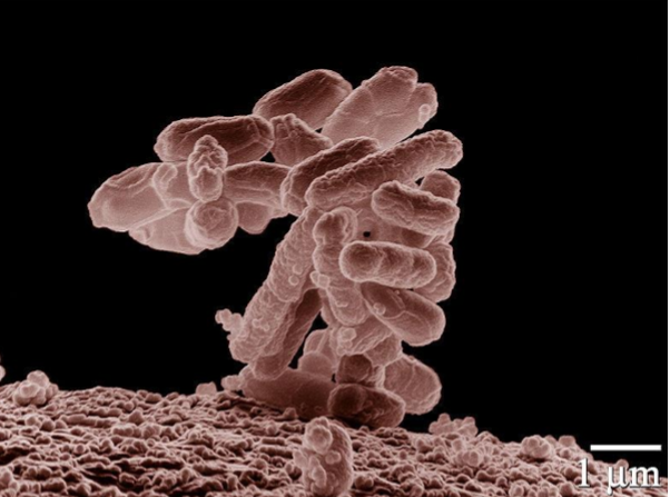 <ul><li><p>E. coli </p></li><li><p>most thoroughly understood organism </p></li><li><p>prokaryote</p></li><li><p>genome is fully mapped </p></li><li><p>single, circular double strand of DNA; ~4.6 million nucleotide pairs long </p></li><li><p>produces 4300 diff kinds of proteins </p></li></ul><p></p>