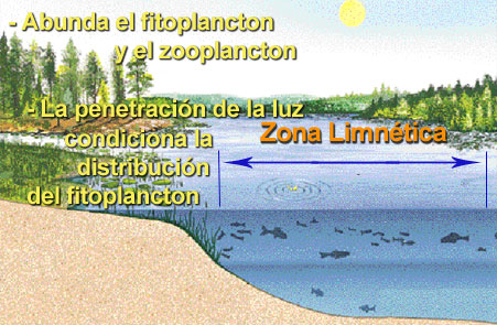 <p>relacionado con los cuerpos abiertos de agua dulce de los lagos. Sus comunidades características son el plancton y el necton</p>