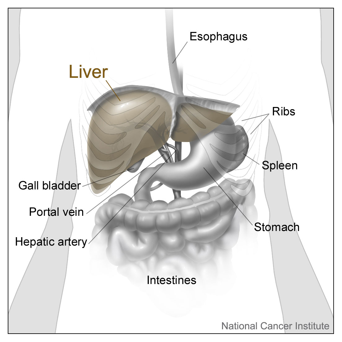 <p>Relations of the liver (sự liên quan của gan)</p>