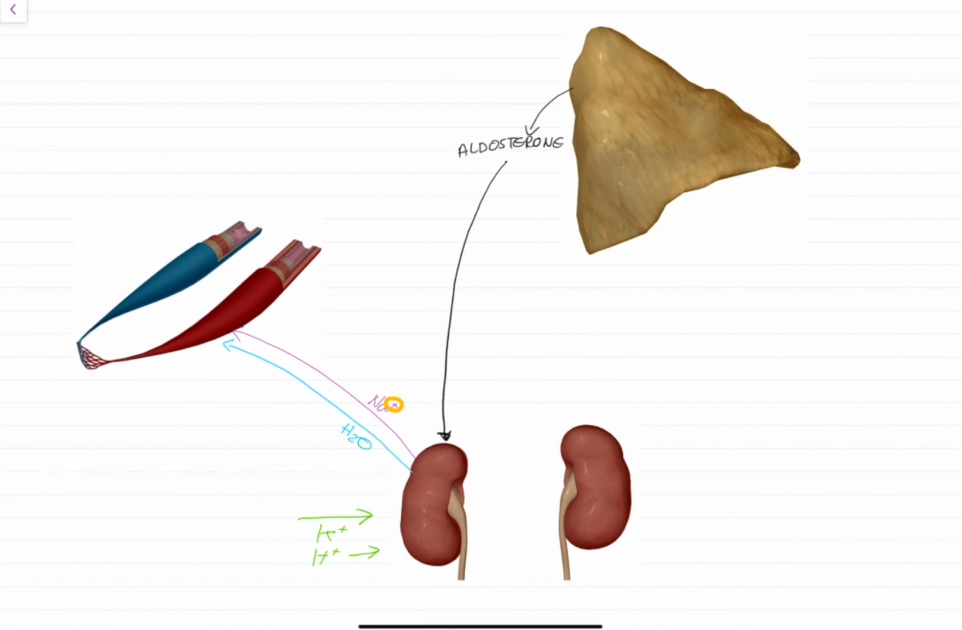 <ul><li><p>Most potent of the mineralocorticoids.</p></li><li><p>Stimulates Na+, and therefore water reabsorption into the blood via the kidneys.</p></li><li><p>Eliminates K+ and H+ from the blood back into the kidneys</p></li></ul><p></p>