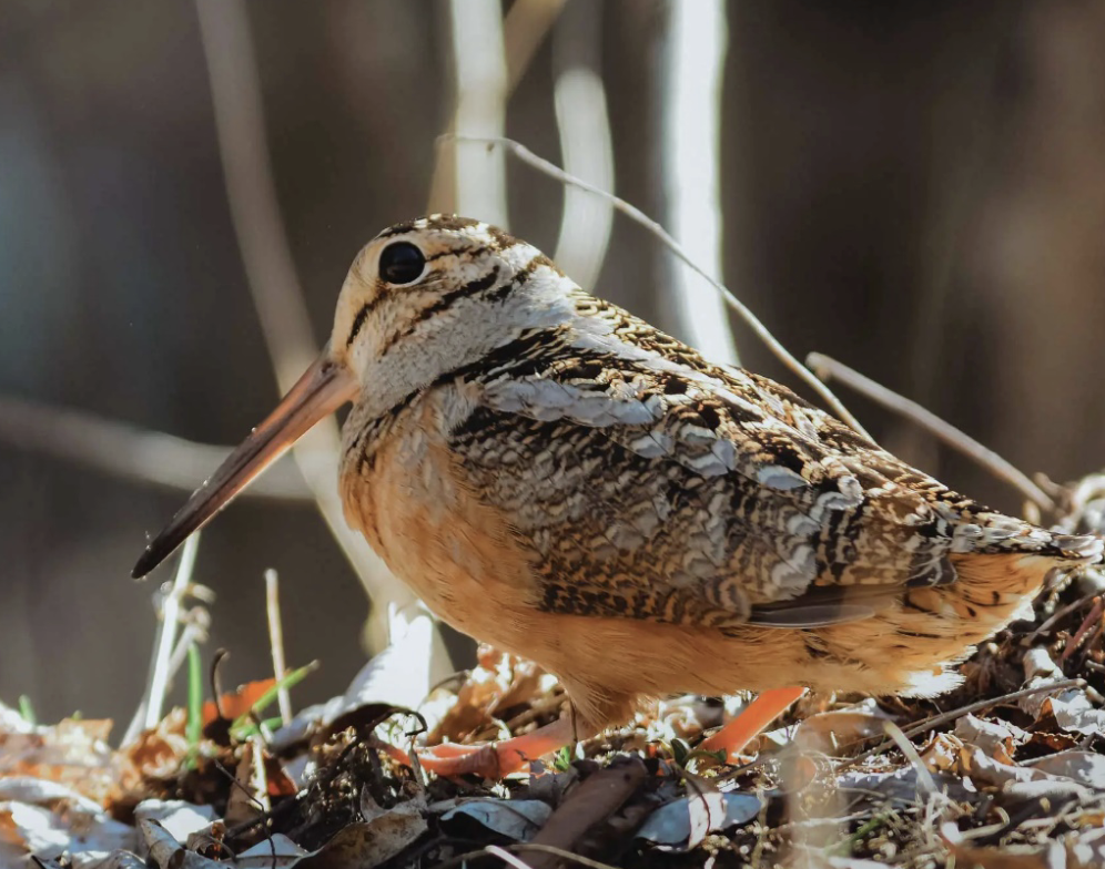 <p>bird?</p>