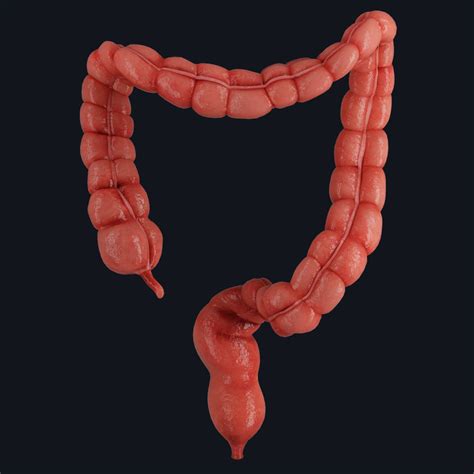 <p><strong>LARGE INTESTINE</strong></p>