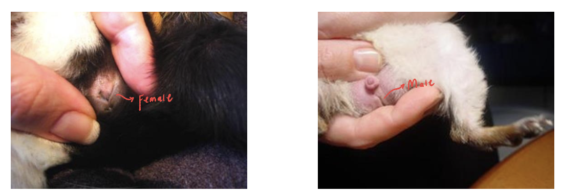 <ul><li><p>Males:</p><ul><li><p>i shaped genital opening</p></li><li><p>Large obvious testicles</p></li><li><p>Penis can be everted from prepuce&nbsp;</p></li></ul></li><li><p>Females:</p><ul><li><p>y shaped genital opening</p></li></ul></li></ul><p>Both species have inguinal nipples</p><p></p>