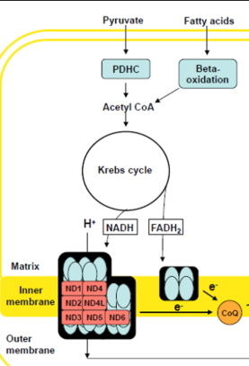 <ul><li><p>Failure to convert Pyruvate to Actyl-CoA (via PDH)</p></li><li><p>Lactic Acid levels elevated (PDHC most common cause of Lactic Acidosis)</p></li></ul><p>Etiology: PDHC is a multisubunit complex</p><ul><li><p>Catalytic components: E1, E2, E3</p></li><li><p>Regulatory component: PDH Phosphatase</p></li></ul><p>Confirmation: </p><ul><li><p>PDHC enzyme activity assay</p></li><li><p>Sequencing of</p><ul><li><p>E1 → PDHA1 : MOST COMMON , X-Linked (males only)</p></li><li><p>E2 → DLAT, Recessive</p><p></p></li></ul></li></ul><p></p><p></p>