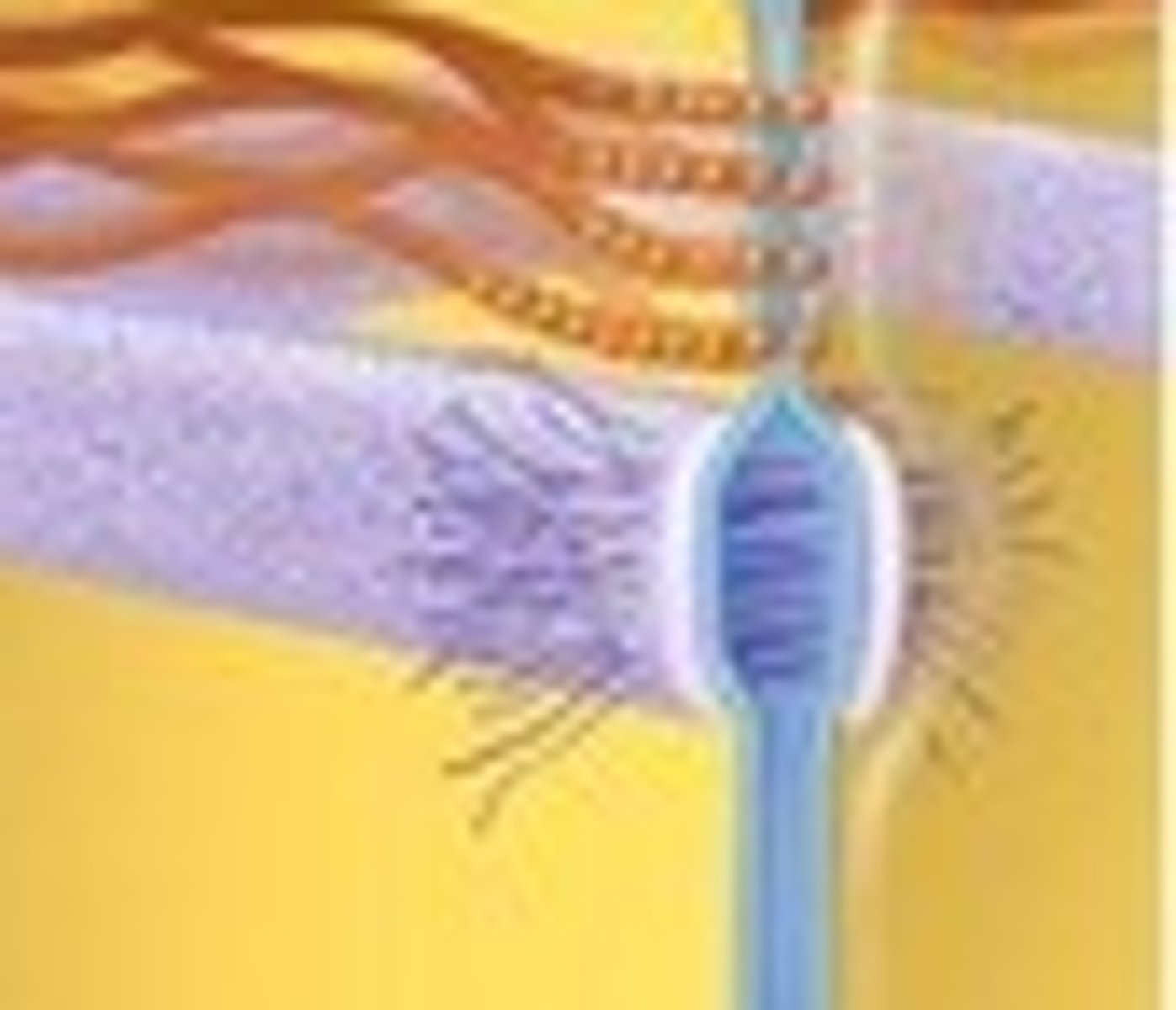 <p>what forms a permeability barrier? This is made so materials can't pass between cells but must pass through the cells instead.</p>