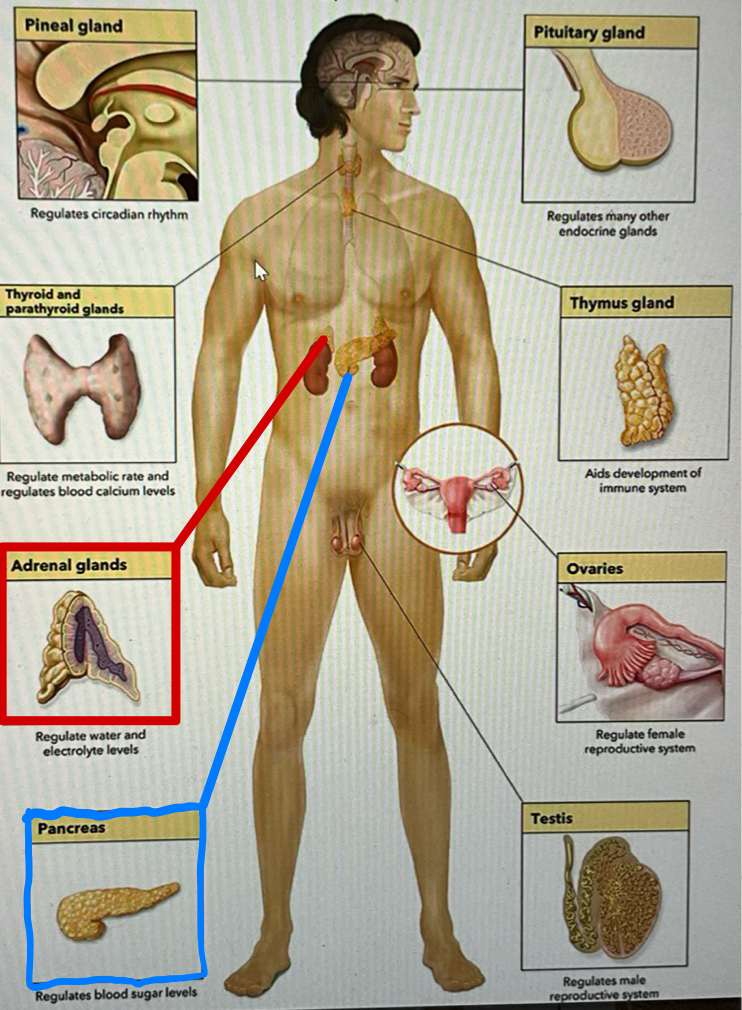 <p>system of glands that produce chemicals called hormones that help to regulate many body activities and fuctions</p>