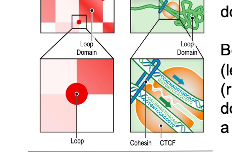 <p>-peaks in the contact map indicate the presence of loops. these loops tend to lie at domain boundaries and bind CTCF in a convergent orientation</p>