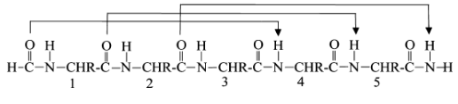 <p>13 atoms H-bonds; i to i+4; most stable and abundant helix in proteins</p>