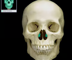 <p>The lowermost scroll-shaped bones on the sidewalls of the nasal cavity.</p>