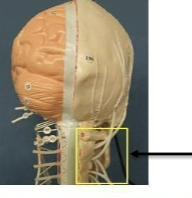 <p>Label nerve network</p>