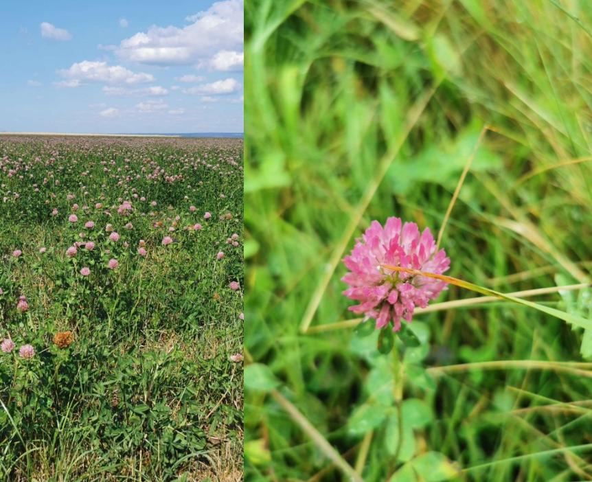 <p>Är en artväxt som har kvävefiserare på rötterna. Den odlas som vallväxt samt för gröngödsling. </p>