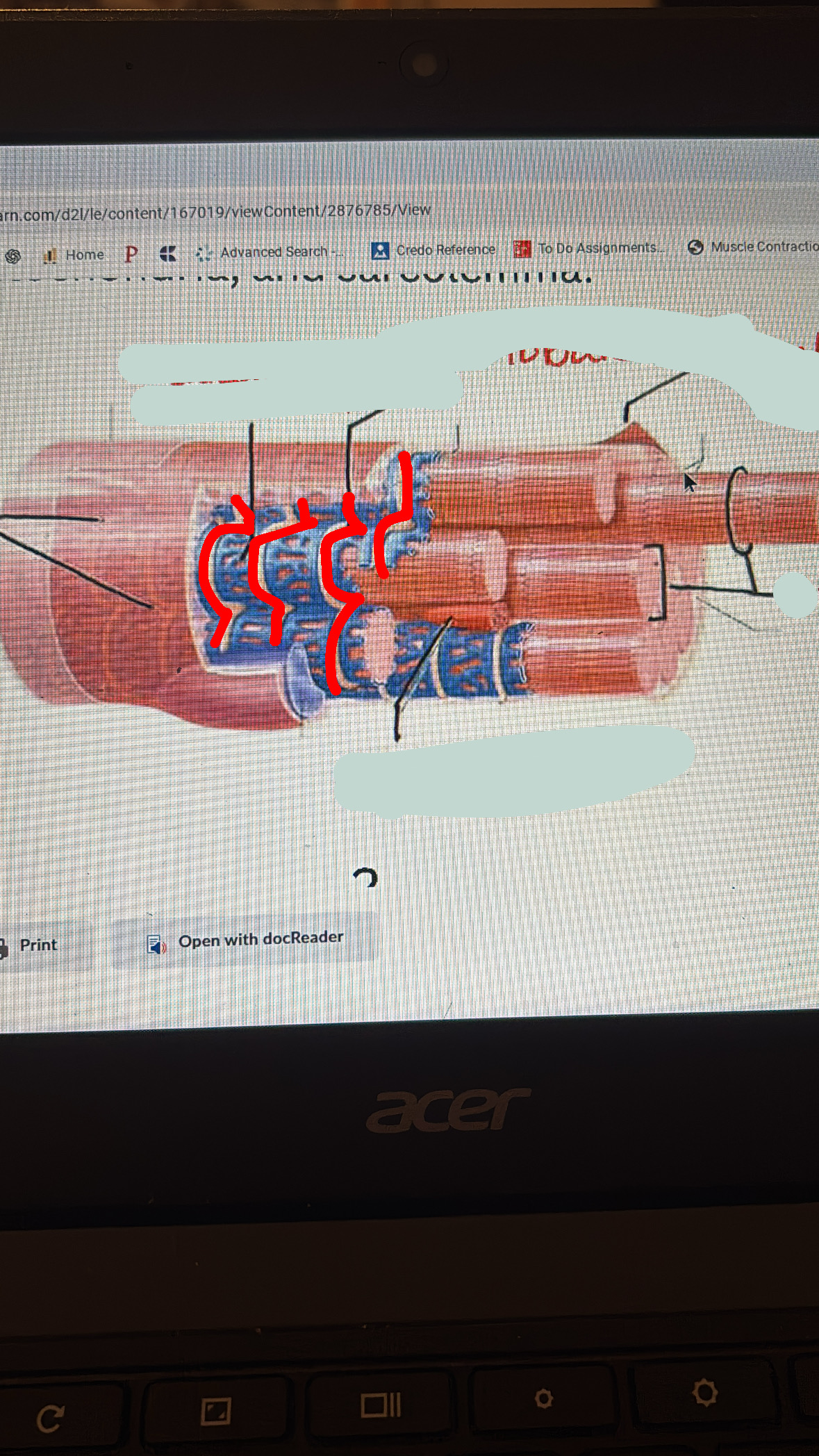 <p>conducts action potentials deep in muscle cell to signal the ST to release Ca2+</p>