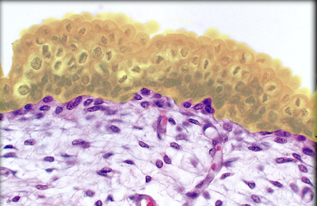 <p>Identify tissue by the image</p>